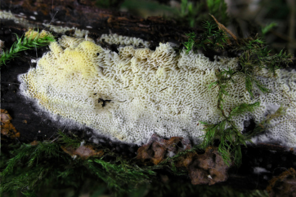 Copyright AiF /Nationalpark Bayerischer Wald - Dr. Theiß Bild zum Eintrag (95039-160)