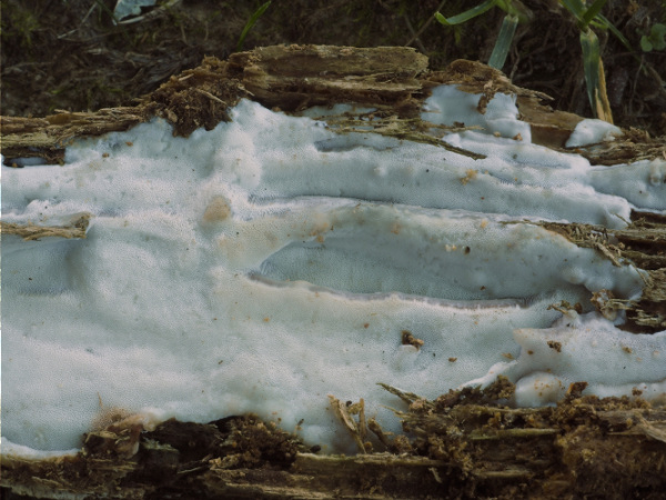 Copyright AiF / Foto: Peter Karasch/Nationalpark Bayerischer Wald Bild zum Eintrag (95040-160)