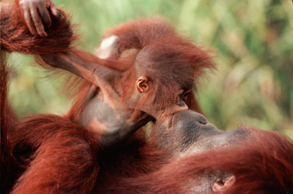 Copyright AiF / WWF - c-Karl-Amman-natureepl.com Bild zum Eintrag (95079-160)