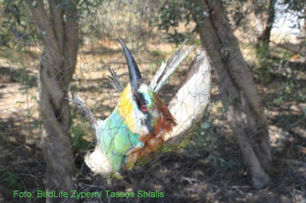 Copyright AiF / NABU - BirdLife Zypern/ Tassos Shialis Bild zum Eintrag (96373-160)