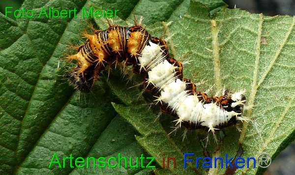 Copyright AiF - Albert Meier Bild zum Eintrag (96418-160)