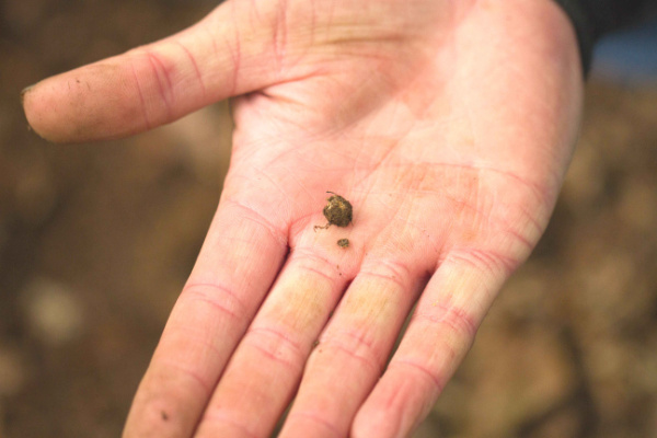 Copyright AiF (Foto: Nationalparkverwaltung Eifel/A. Pardey) Bild zum Eintrag (97796-160)