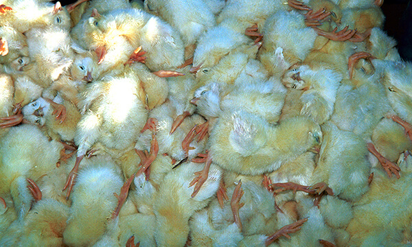 Copyright AiF / Deutscher Tierschutzbund e.V. - © A. Farkas/afi Bild zum Eintrag (98065-160)