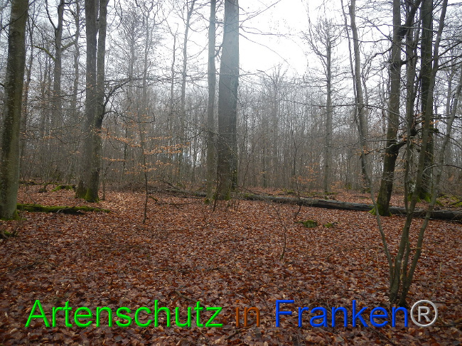 © Artenschutz in Franken® Bild zum Eintrag (1003977-160)