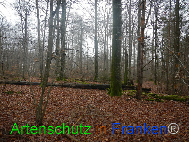© Artenschutz in Franken® Bild zum Eintrag (1003978-160)