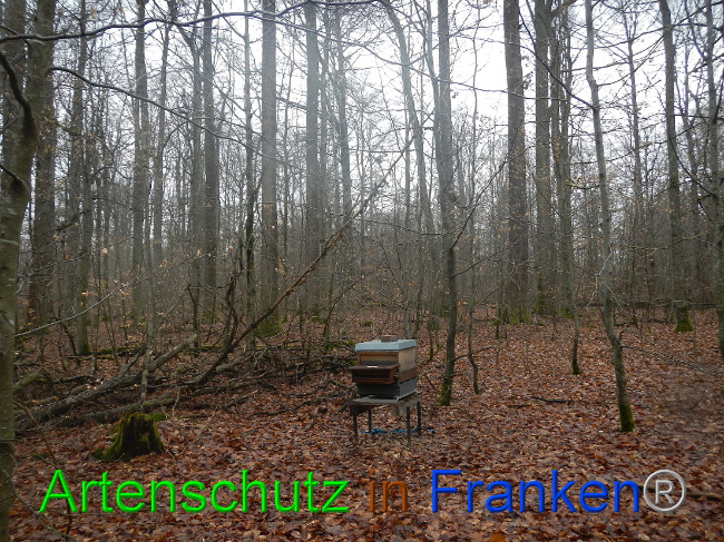 © Artenschutz in Franken® Bild zum Eintrag (1003979-160)