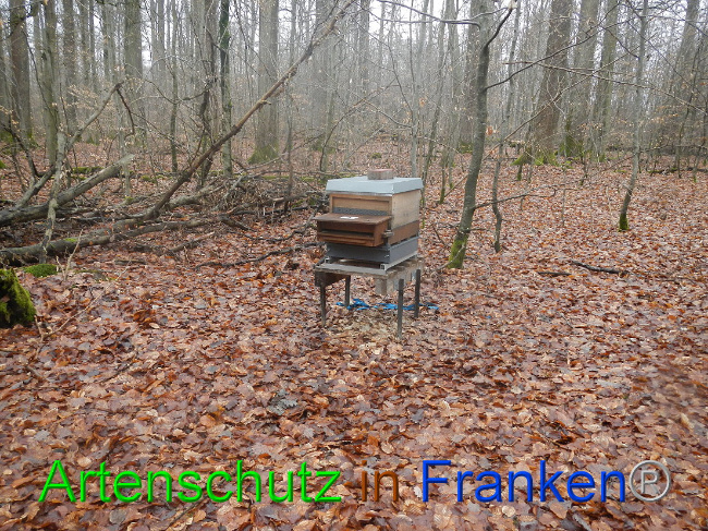 © Artenschutz in Franken® Bild zum Eintrag (1003980-160)