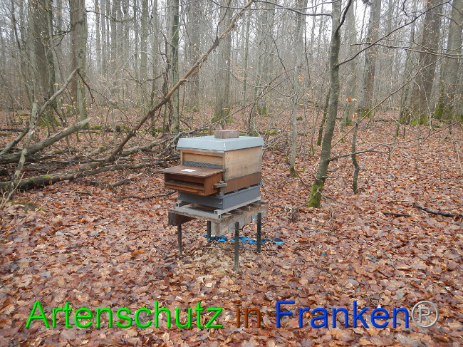 © Artenschutz in Franken® Bild zum Eintrag (1003982-160)