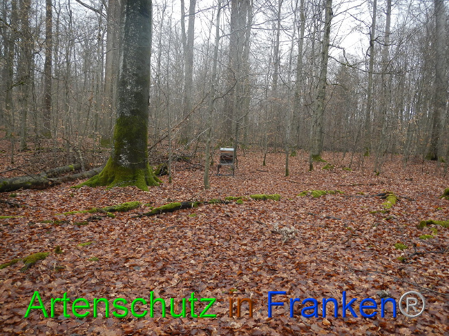 © Artenschutz in Franken® Bild zum Eintrag (1003985-160)