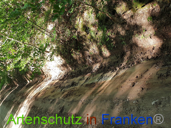 © Artenschutz in Franken® Bild zum Eintrag (1010631-160)
