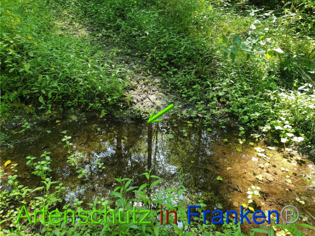 © Artenschutz in Franken® Bild zum Eintrag (1010634-160)