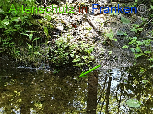 © Artenschutz in Franken® Bild zum Eintrag (1010635-160)