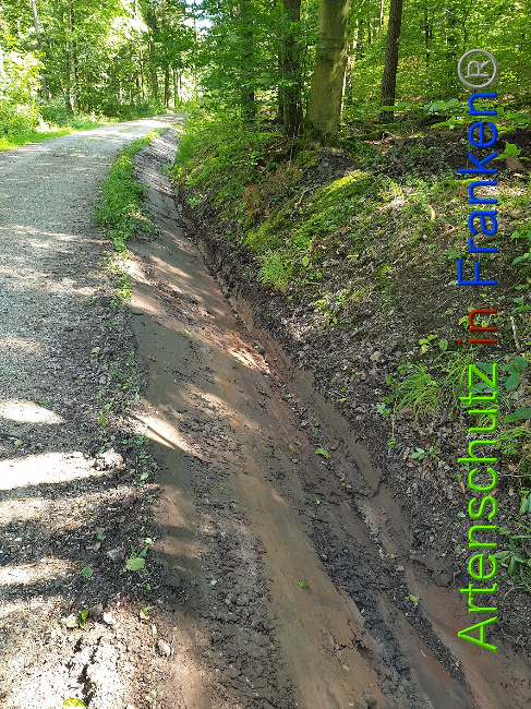 © Artenschutz in Franken® Bild zum Eintrag (1010637-160)