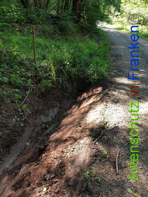 © Artenschutz in Franken® Bild zum Eintrag (1010638-160)