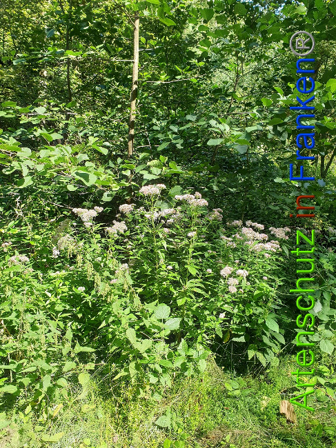 © Artenschutz in Franken® Bild zum Eintrag (1010643-160)