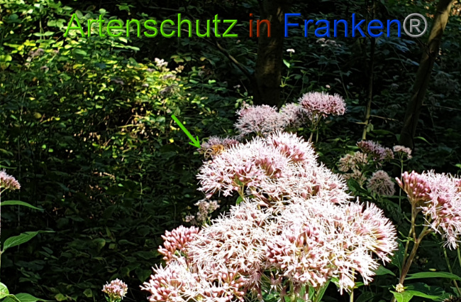 © Artenschutz in Franken® Bild zum Eintrag (1010649-160)
