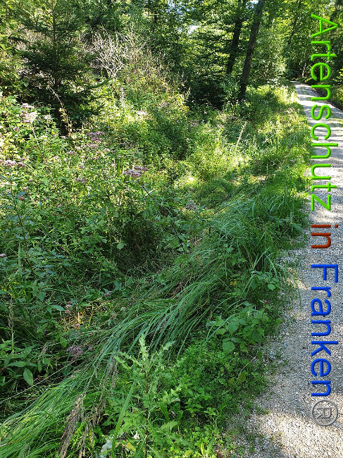 © Artenschutz in Franken® Bild zum Eintrag (1010650-160)