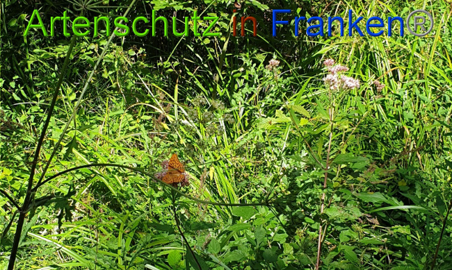 © Artenschutz in Franken® Bild zum Eintrag (1010651-160)