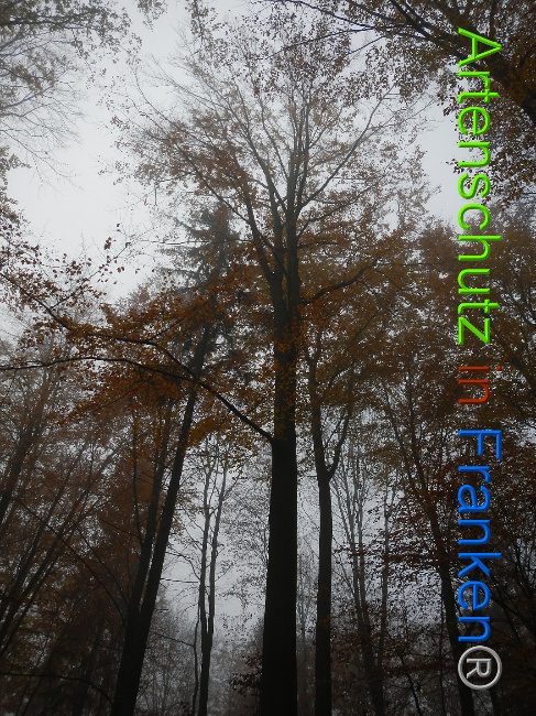 © Artenschutz in Franken® Bild zum Eintrag (1013875-160)