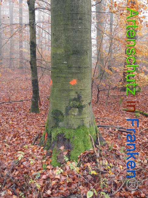 © Artenschutz in Franken® Bild zum Eintrag (1013876-160)
