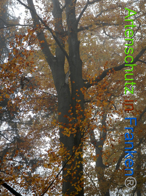 © Artenschutz in Franken® Bild zum Eintrag (1013877-160)