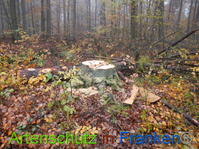 © Artenschutz in Franken® Bild zum Eintrag (1013878-160)