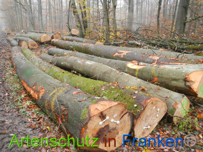 © Artenschutz in Franken® Bild zum Eintrag (1013879-160)