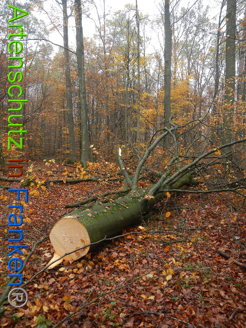© Artenschutz in Franken® Bild zum Eintrag (1013880-160)