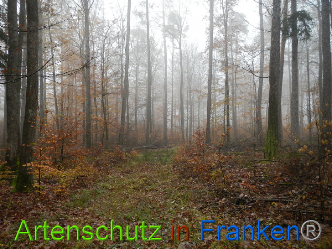 © Artenschutz in Franken® Bild zum Eintrag (1013883-160)
