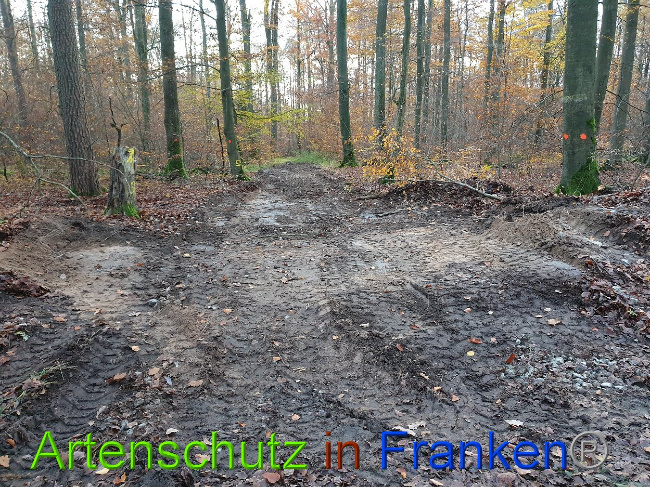 © Artenschutz in Franken® Bild zum Eintrag (1013924-160)