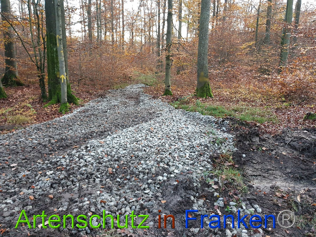 © Artenschutz in Franken® Bild zum Eintrag (1013926-160)