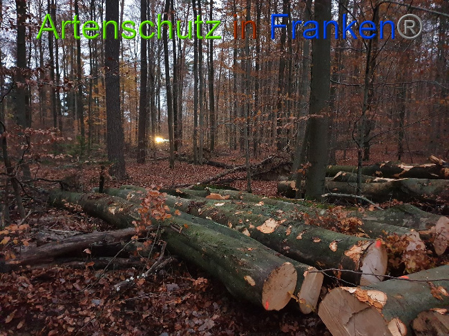 © Artenschutz in Franken® Bild zum Eintrag (1013993-160)