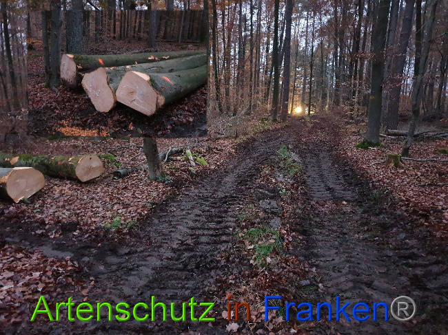 © Artenschutz in Franken® Bild zum Eintrag (1013994-160)