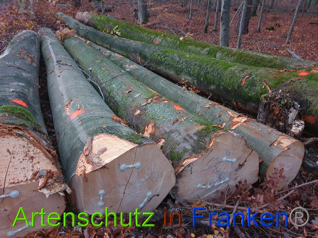© Artenschutz in Franken® Bild zum Eintrag (1013996-160)