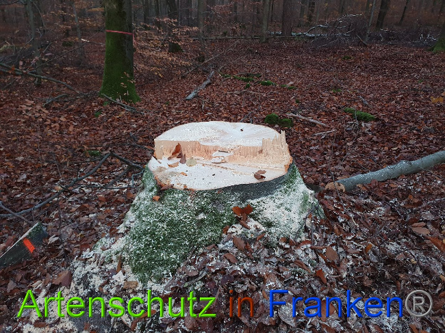 © Artenschutz in Franken® Bild zum Eintrag (1013998-160)