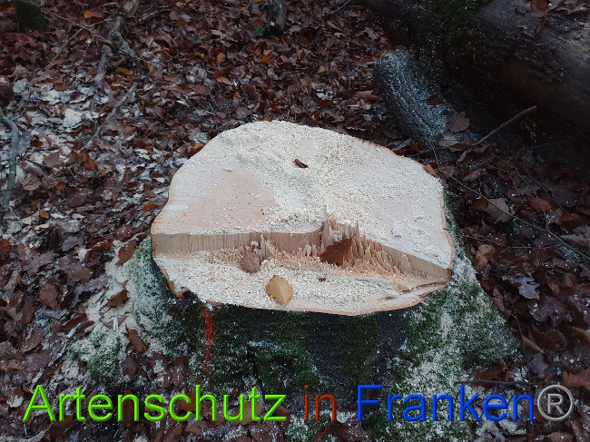 © Artenschutz in Franken® Bild zum Eintrag (1014002-160)