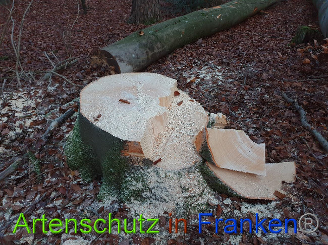 © Artenschutz in Franken® Bild zum Eintrag (1014003-160)