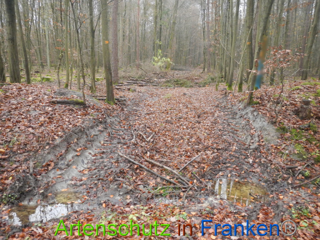 © Artenschutz in Franken® Bild zum Eintrag (1014153-160)