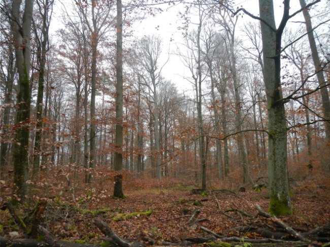 © Artenschutz in Franken® Bild zum Eintrag (1014158-160)