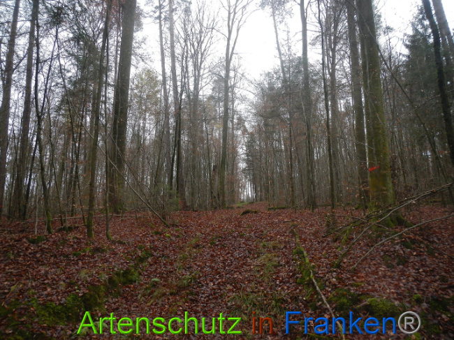 © Artenschutz in Franken® Bild zum Eintrag (1014163-160)