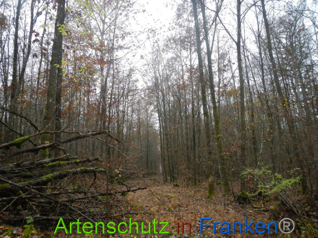 © Artenschutz in Franken® Bild zum Eintrag (1014164-160)