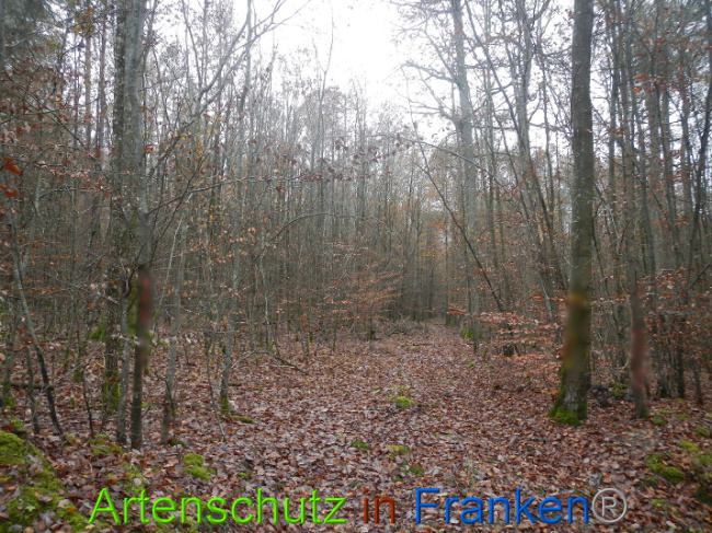 © Artenschutz in Franken® Bild zum Eintrag (1014171-160)