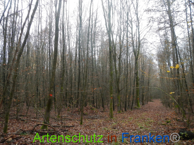 © Artenschutz in Franken® Bild zum Eintrag (1014172-160)