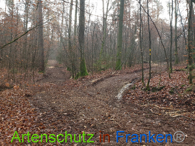© Artenschutz in Franken® Bild zum Eintrag (1014323-160)
