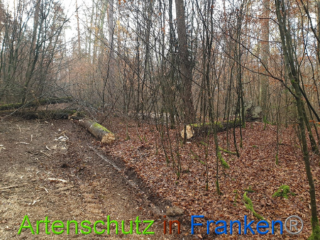 © Artenschutz in Franken® Bild zum Eintrag (1014324-160)