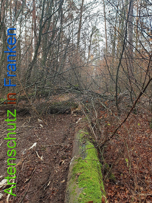 © Artenschutz in Franken® Bild zum Eintrag (1014325-160)