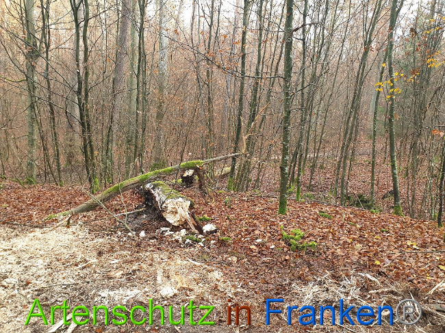 © Artenschutz in Franken® Bild zum Eintrag (1014327-160)
