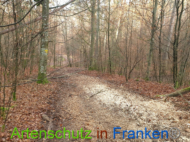 © Artenschutz in Franken® Bild zum Eintrag (1014328-160)