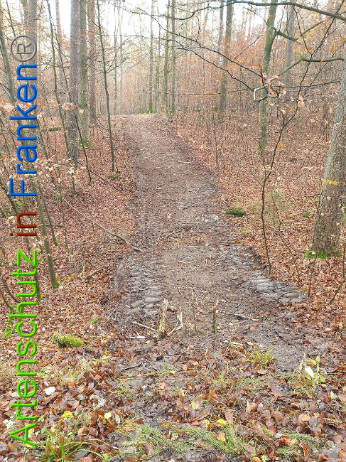 © Artenschutz in Franken® Bild zum Eintrag (1014334-160)