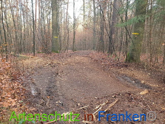 © Artenschutz in Franken® Bild zum Eintrag (1014335-160)